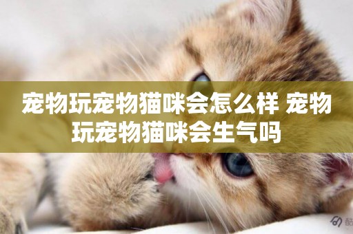 寵物玩寵物貓咪會怎么樣 寵物玩寵物貓咪會生氣嗎