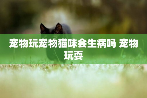 寵物玩寵物貓咪會生病嗎 寵物玩耍