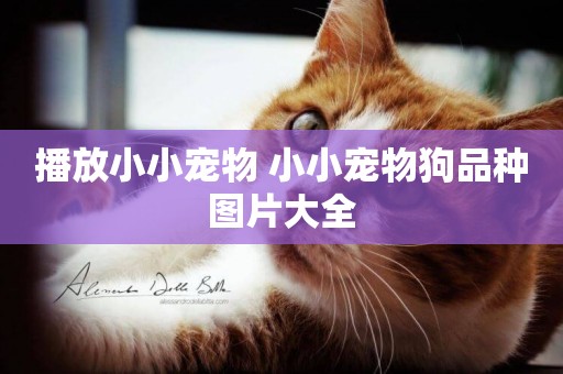 播放小小寵物 小小寵物狗品種圖片大全