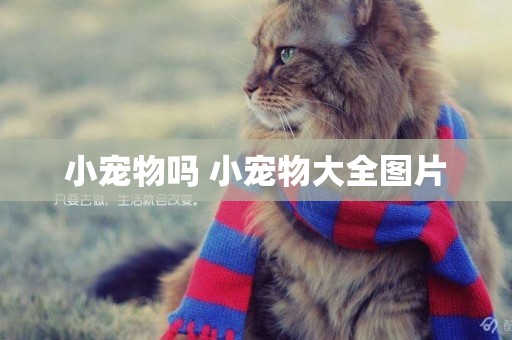 小寵物嗎 小寵物大全圖片