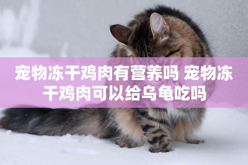 寵物凍干雞肉有營養嗎 寵物凍干雞肉可以給烏龜吃嗎