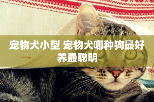 寵物犬小型 寵物犬哪種狗最好養最聰明