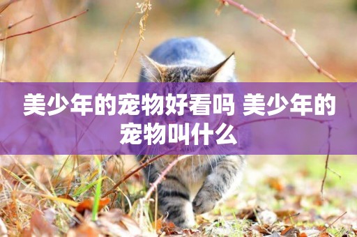 美少年的寵物好看嗎 美少年的寵物叫什么