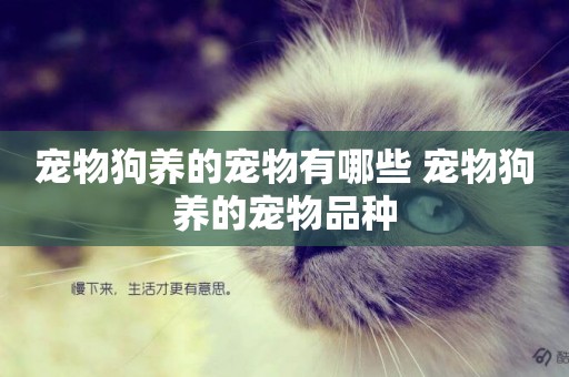 寵物狗養的寵物有哪些 寵物狗養的寵物品種