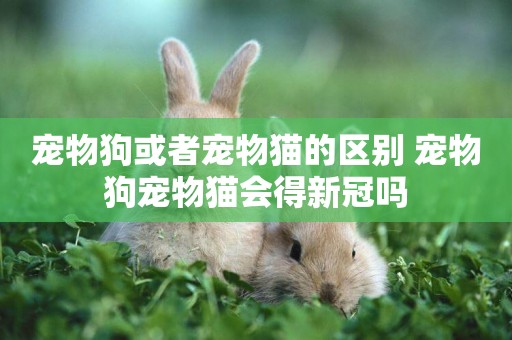 寵物狗或者寵物貓的區別 寵物狗寵物貓會得新冠嗎