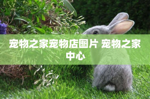 寵物之家寵物店圖片 寵物之家中心