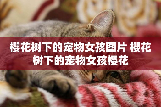 櫻花樹下的寵物女孩圖片 櫻花樹下的寵物女孩櫻花