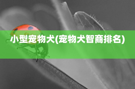 小型寵物犬(寵物犬智商排名) 