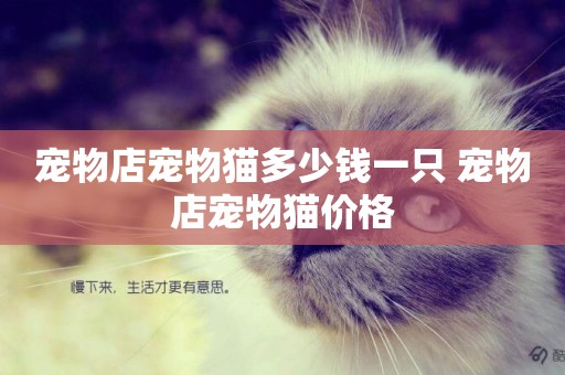 寵物店寵物貓多少錢一只 寵物店寵物貓價格