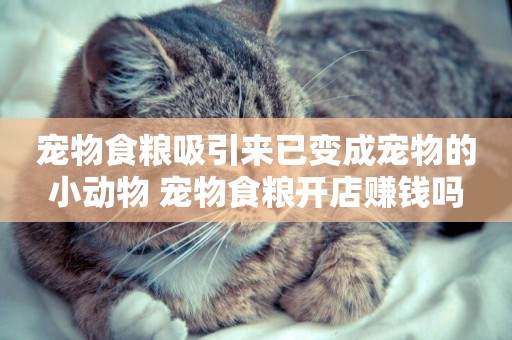 寵物食糧吸引來已變成寵物的小動物 寵物食糧開店賺錢嗎