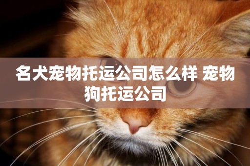 名犬寵物托運公司怎么樣 寵物狗托運公司