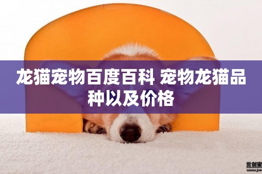 龍貓寵物百度百科 寵物龍貓品種以及價格