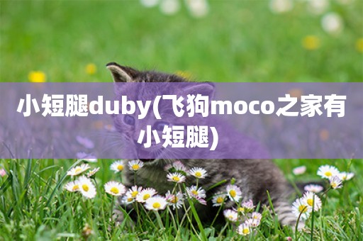 小短腿duby(飛狗moco之家有小短腿) 