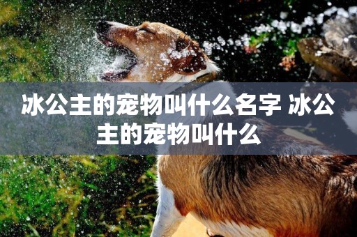 冰公主的寵物叫什么名字 冰公主的寵物叫什么
