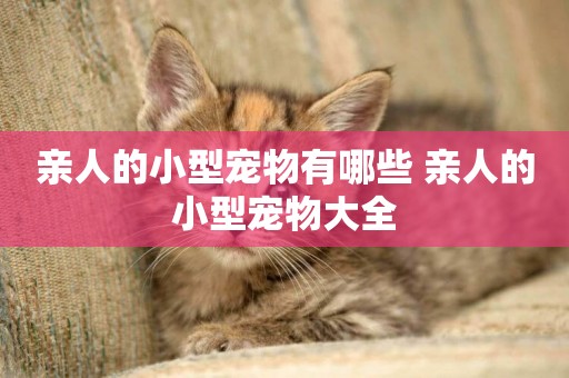 親人的小型寵物有哪些 親人的小型寵物大全