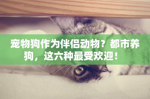 寵物狗作為伴侶動物？都市養狗，這六種最受歡迎！ 