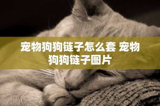 寵物狗狗鏈子怎么套 寵物狗狗鏈子圖片
