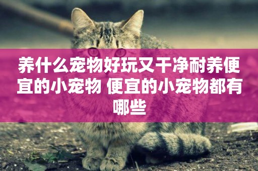 養什么寵物好玩又干凈耐養便宜的小寵物 便宜的小寵物都有哪些