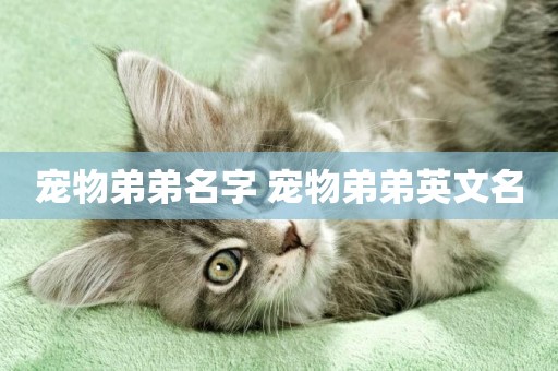 寵物弟弟名字 寵物弟弟英文名