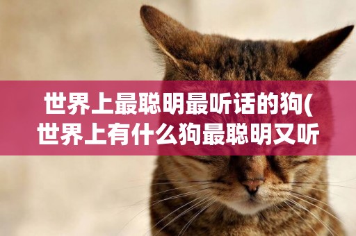 世界上最聰明最聽話的狗(世界上有什么狗最聰明又聽話) 