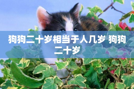 狗狗二十歲相當于人幾歲 狗狗二十歲