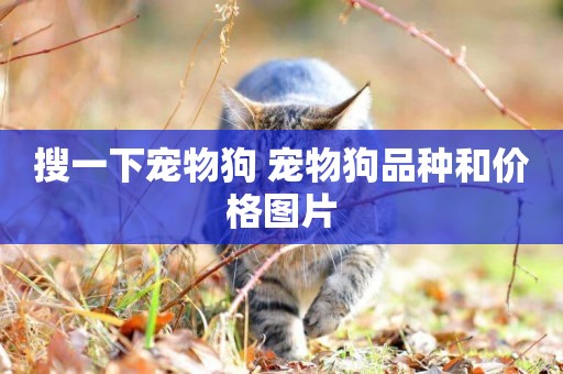 搜一下寵物狗 寵物狗品種和價格圖片