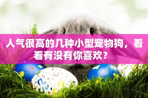 人氣很高的幾種小型寵物狗，看看有沒有你喜歡？ 