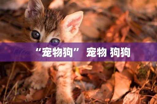 “寵物狗” 寵物 狗狗