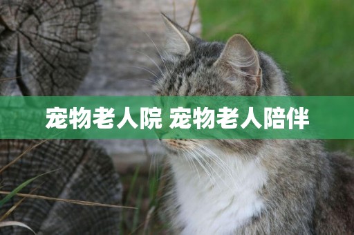 寵物老人院 寵物老人陪伴
