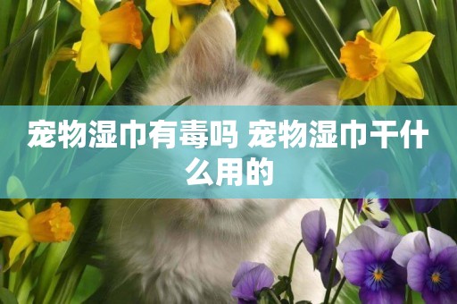 寵物濕巾有毒嗎 寵物濕巾干什么用的
