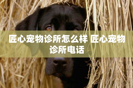 匠心寵物診所怎么樣 匠心寵物診所電話