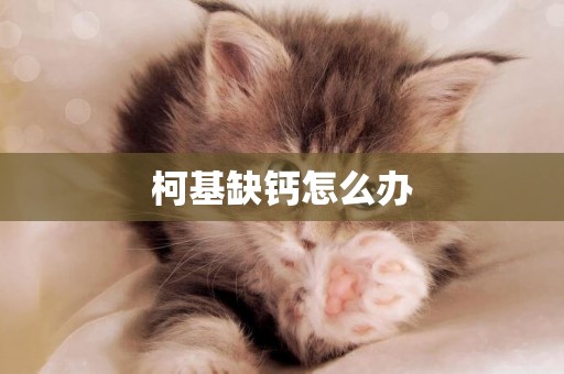 柯基缺鈣怎么辦