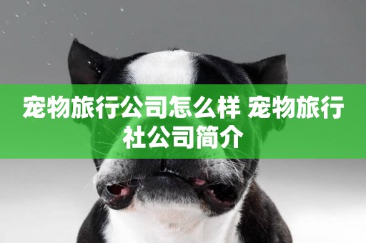 寵物旅行公司怎么樣 寵物旅行社公司簡介