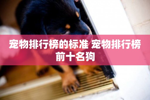 寵物排行榜的標準 寵物排行榜前十名狗