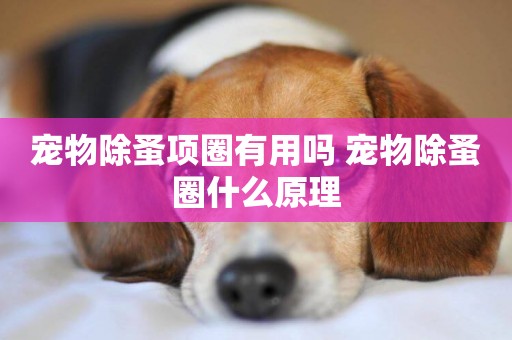 寵物除蚤項圈有用嗎 寵物除蚤圈什么原理