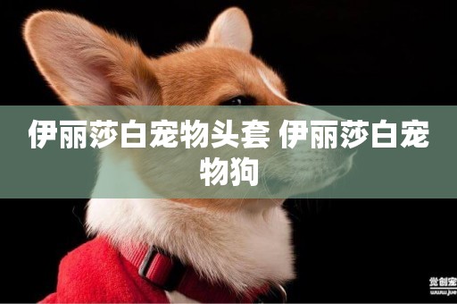 伊麗莎白寵物頭套 伊麗莎白寵物狗