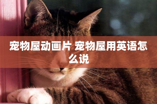 寵物屋動畫片 寵物屋用英語怎么說