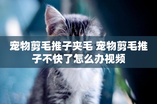 寵物剪毛推子夾毛 寵物剪毛推子不快了怎么辦視頻