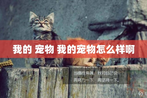 我的 寵物 我的寵物怎么樣啊