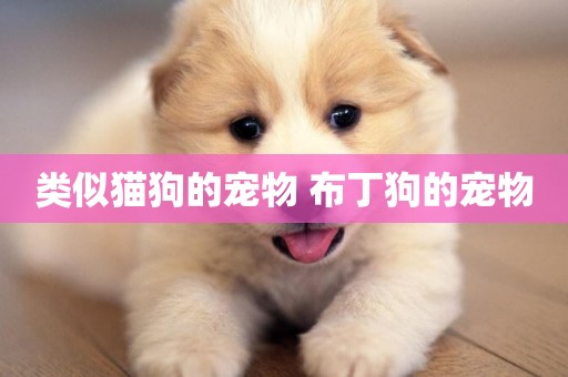 類似貓狗的寵物 布丁狗的寵物