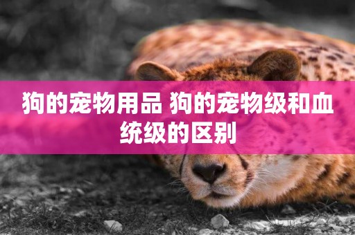 狗的寵物用品 狗的寵物級和血統級的區別