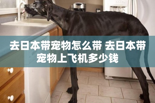 去日本帶寵物怎么帶 去日本帶寵物上飛機多少錢