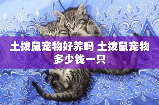 土撥鼠寵物好養嗎 土撥鼠寵物多少錢一只