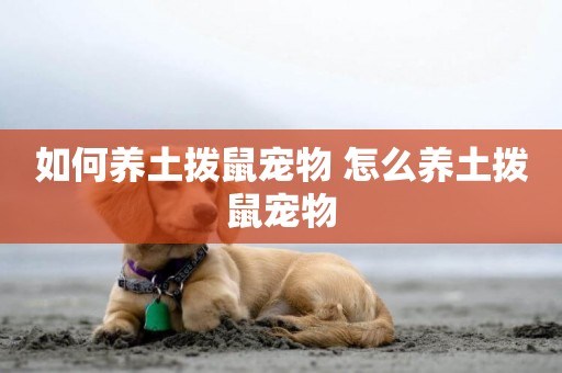 如何養土撥鼠寵物 怎么養土撥鼠寵物