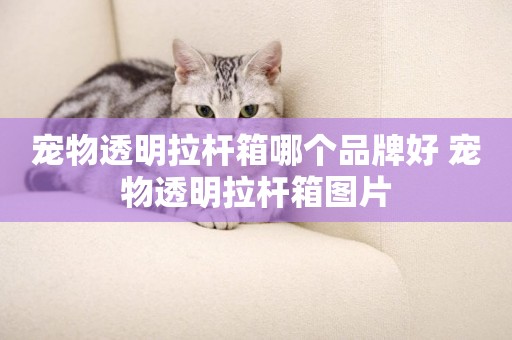 寵物透明拉桿箱哪個品牌好 寵物透明拉桿箱圖片