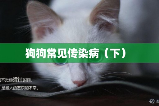 狗狗常見傳染病（下） 