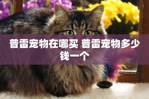 普雷寵物在哪買 普雷寵物多少錢一個