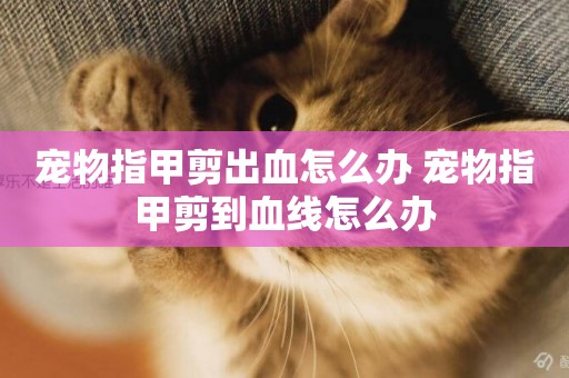 寵物指甲剪出血怎么辦 寵物指甲剪到血線怎么辦