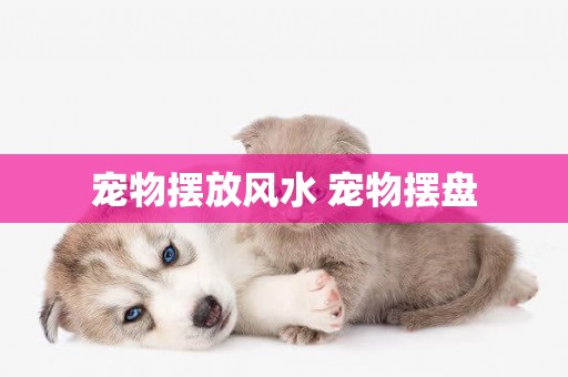寵物擺放風水 寵物擺盤