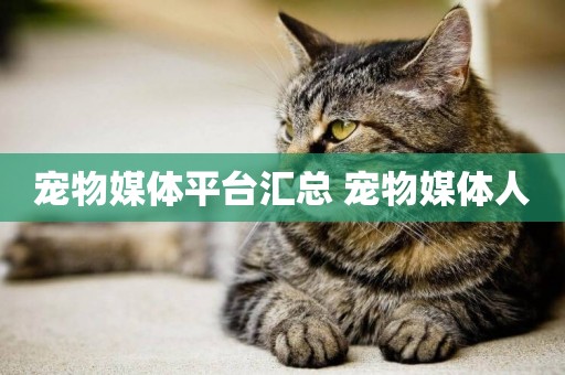 寵物媒體平臺匯總 寵物媒體人